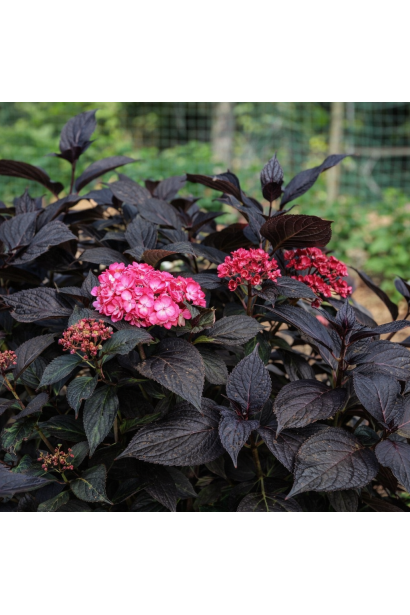 Гортензия широколистая Eclipse фото